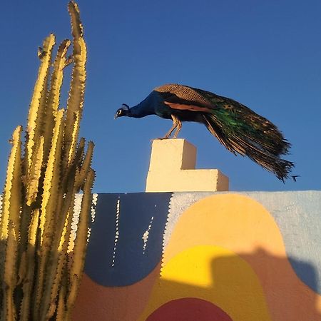 Buena Vista Morroco Guest House Tamraght Εξωτερικό φωτογραφία